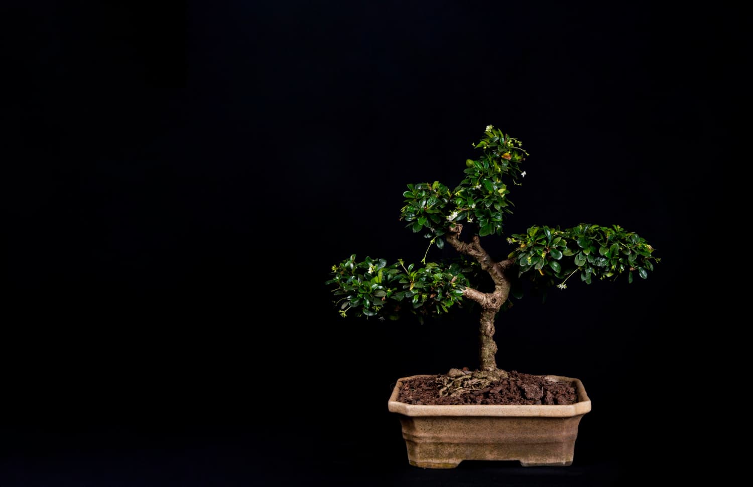 beneficios de cuidar bonsáis